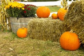 composition with pumpkins