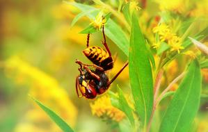 european hornet eats a victim on a flower