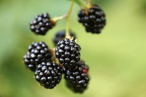 ripe Blackberry on twig at blurred green background