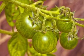 Tomatoes Bush green