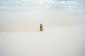 Beautiful ripe pineapple on the sandy coast