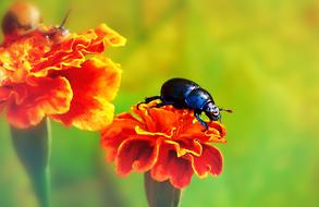 Forest Beetle on red flowers