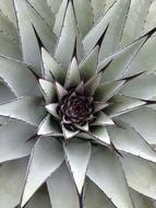 monochrome photo of a garden cactus