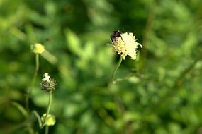 Hummel Sprinkle green