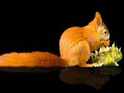 red squirrel nibbles on sunflower seeds
