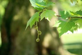 fruits of sycamore close-up on a blurred background