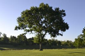 big green tree on a green meadow on a sunny day