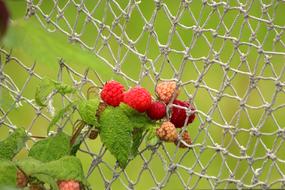 ripe raspberries stuck in the net