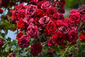 summer photo of a red rose bush