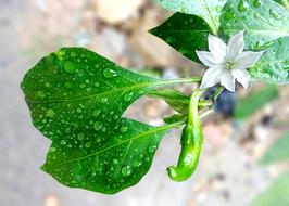 green Pepper Hot Flower