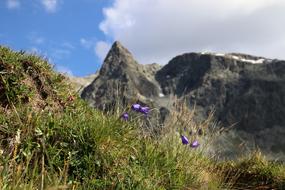 purple flowers on a pasture in the Alps