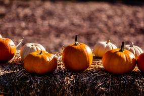 Pumkin and Autumn Sun