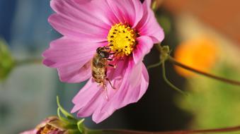 bee is sitting on a pink bud