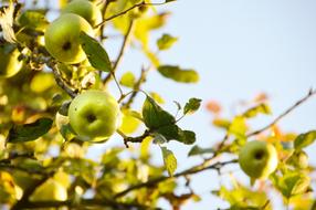 photo of apple tree under the rays of the summer sun