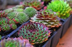 Stonecrop plants