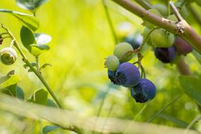 blueberry plant with berries