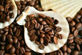 Coffee Beans mussels