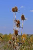 photo of autumn thistle on the field