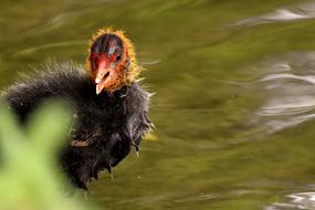 Coot Chicks water