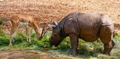 Nature Animals Rhino