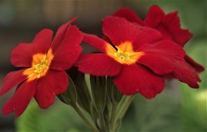 excellent Flower Lily