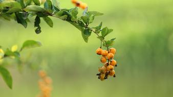 yellow sea-buckthorn berries on a branch on a background of green grass