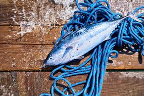 Fish Food and Rope