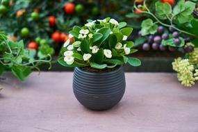 Euphorbia milii, small potted plant