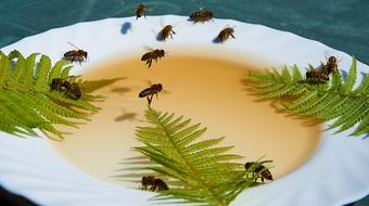 Bees Honey plate