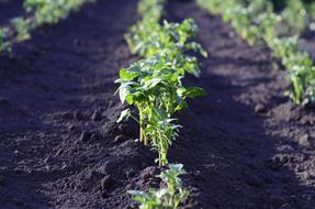 green Potato Harvest