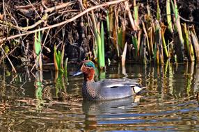 perfect Duck Eurasian