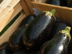 perfect Eggplant Market