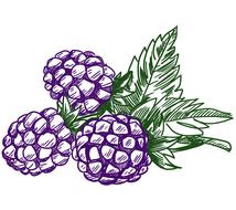 fresh blackberry fruits, drawing