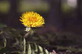 excellent yellow Dandelion