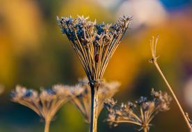 dry plants in a sunny park