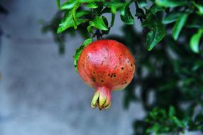 small pomegranate on a branch close-up on blurred background