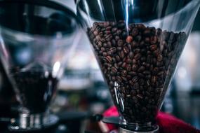 coffee Beans in glass funnel of grinder