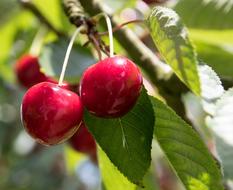 juicy Cherries Fruit