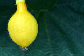 Pumpkin Immature