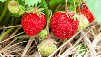 ripe strawberries and dry grass