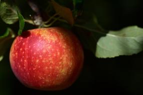 macro photo of a beautiful spotted apple on a branch