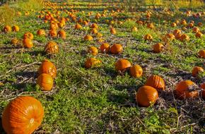 juicy Pumpkins harvest