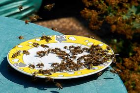 Honey Feeding