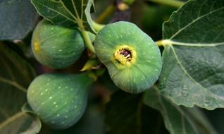 perfect Figs Green Fruit