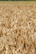 ripe Wheat in field close up