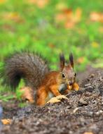 Beauty rodent