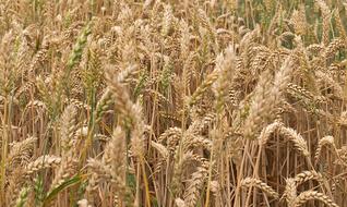 excellent Cereals Field