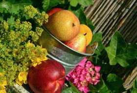 Colorful Fruits in bucket and flowers, Garden decoration