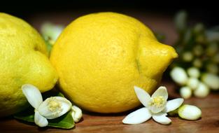 Lemons Blossom