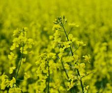 field of rapeseed for oil production